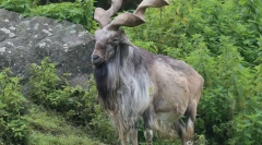 10 Najbardziej stylowych zwierząt, które mogą pochwalić się ich roślinnością na twarzy